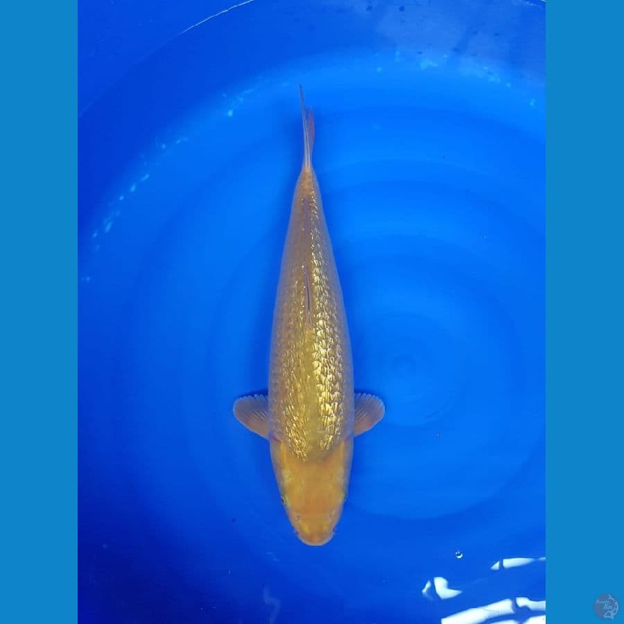 Midori male 40cm fuull ginrin 40cm pundukan