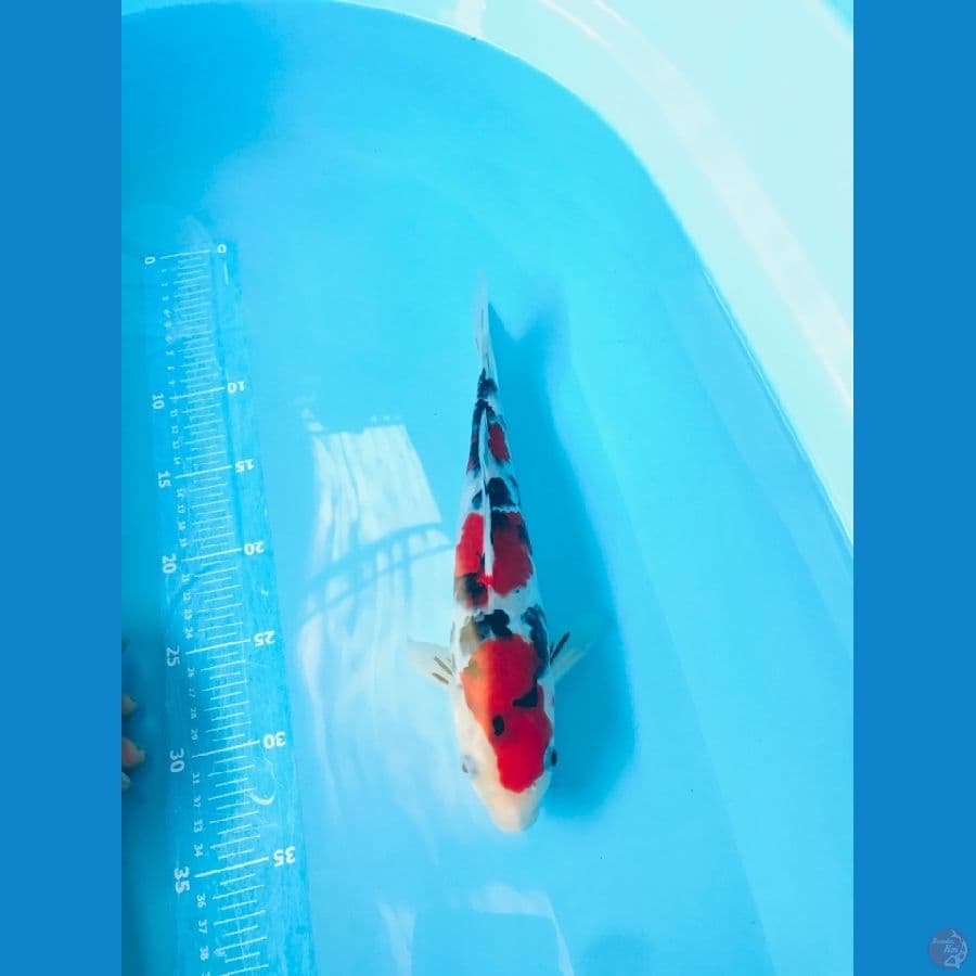 SANSHOKU 30cm