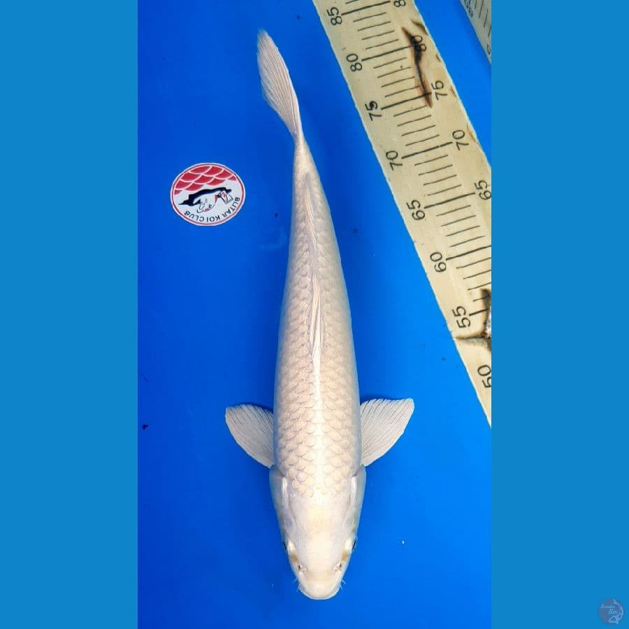 PLATINUM HQ 41/Male