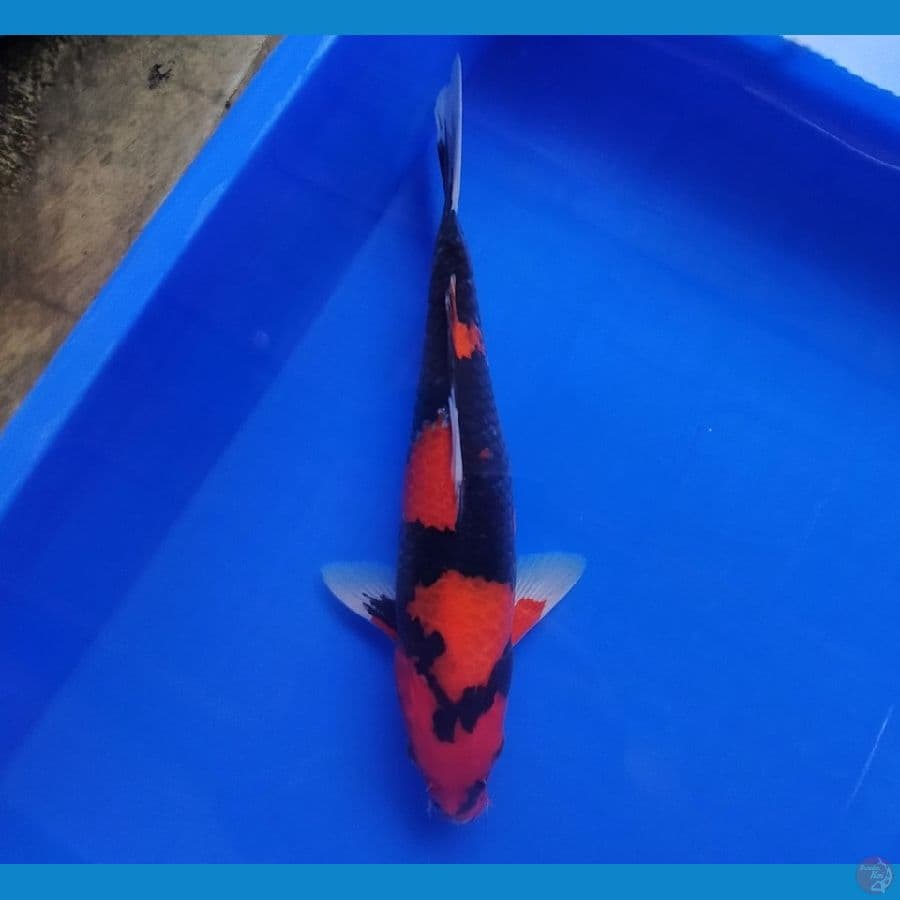 HI SHOWA 32 CM