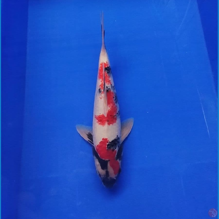 KINDAI SHOWA 32 CM
