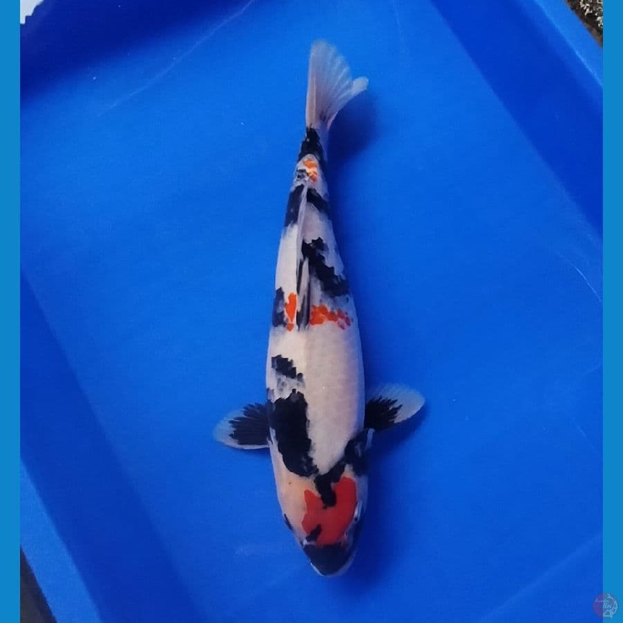 SHOWA KINDAI (motogoro) 36 CM