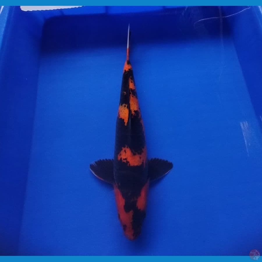 HI UTSURI 32 CM