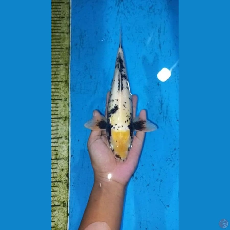 Matsukawabake 33cm