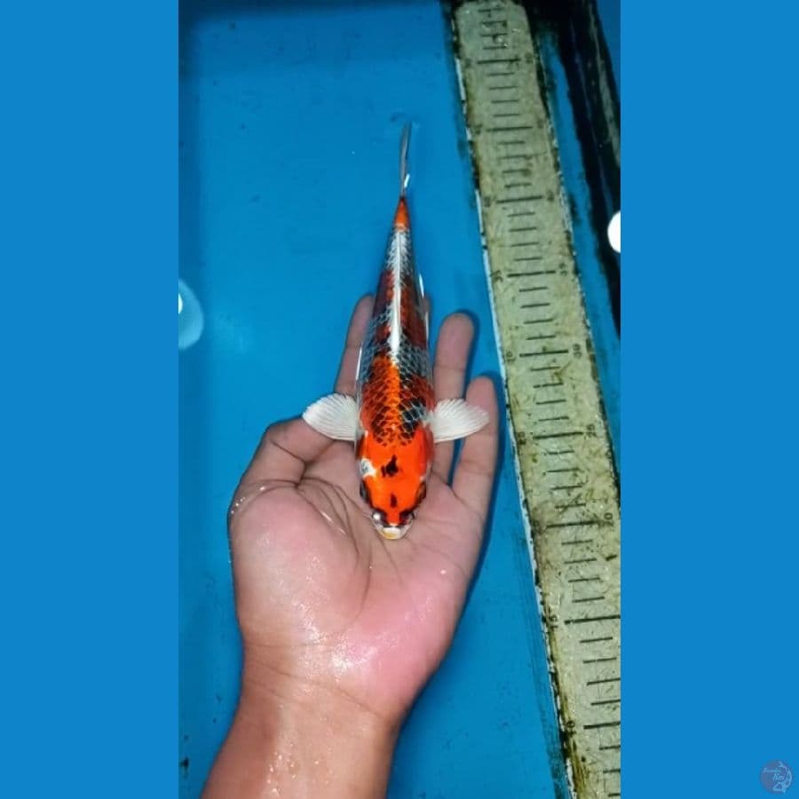 Kujaku 20cm
