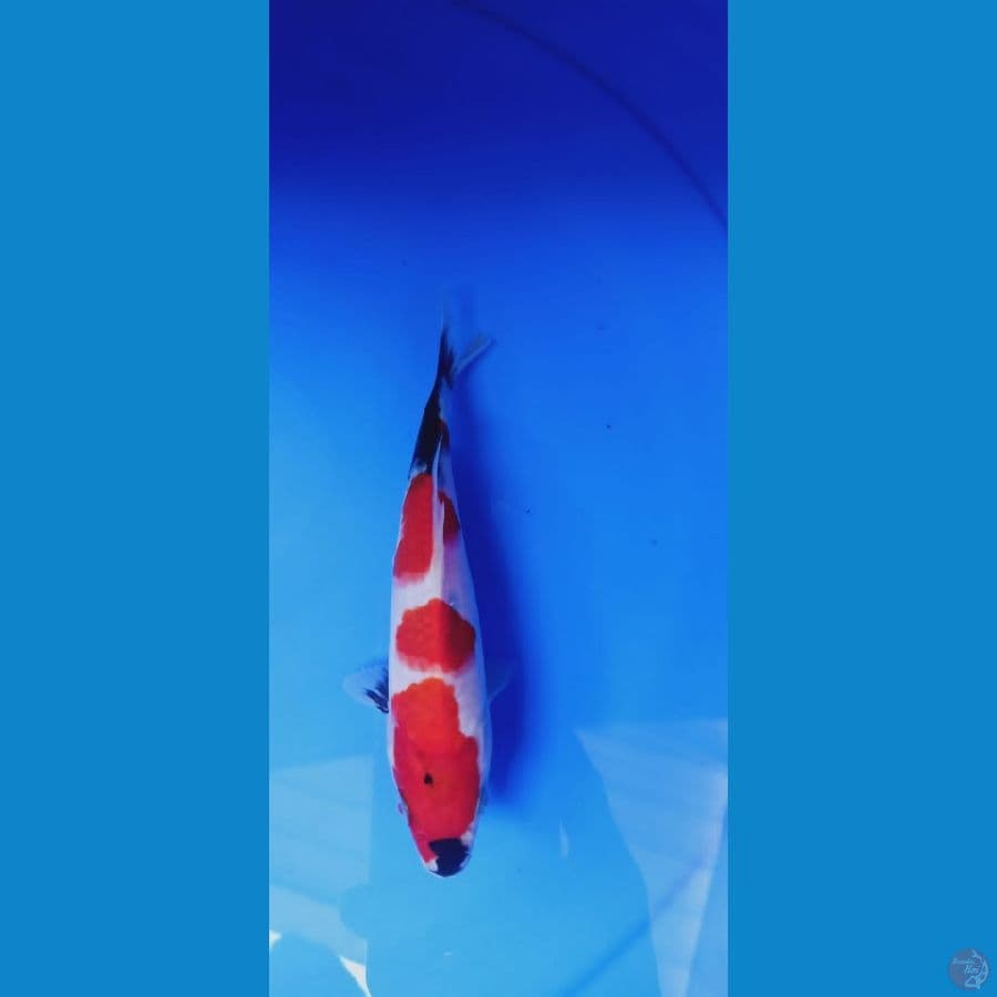showa