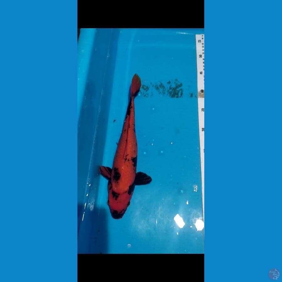 Hiutsuri tembus perut 31cm
