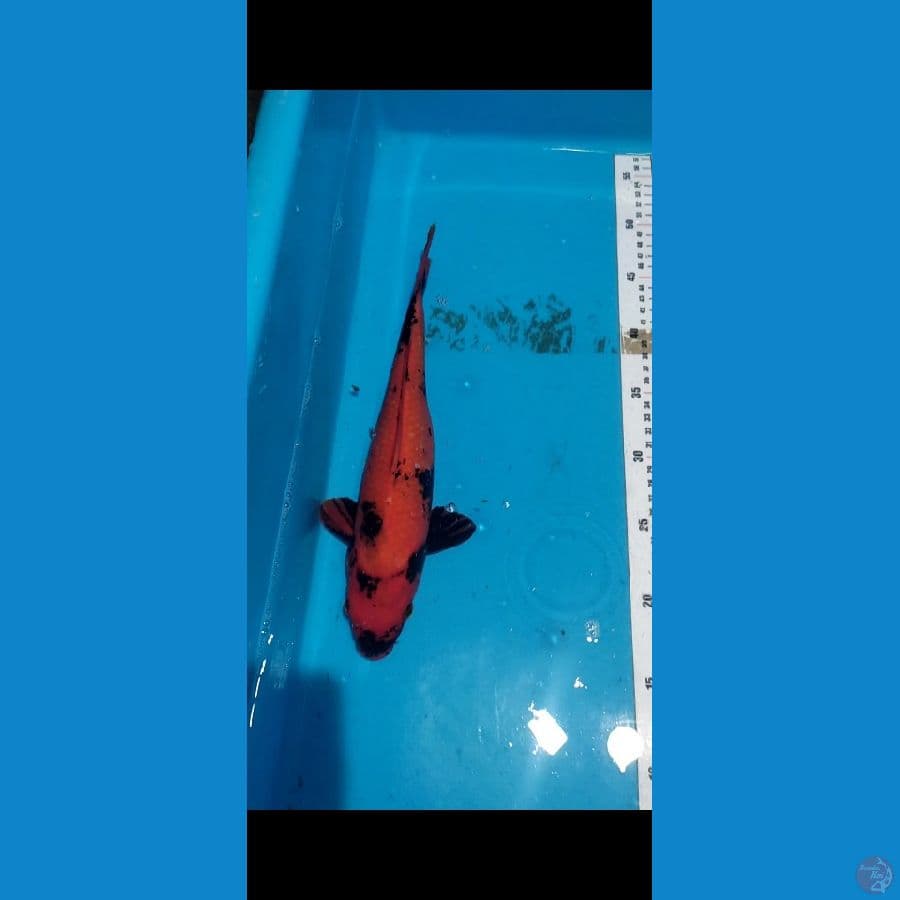Hiutsuri tembus perut 31cm