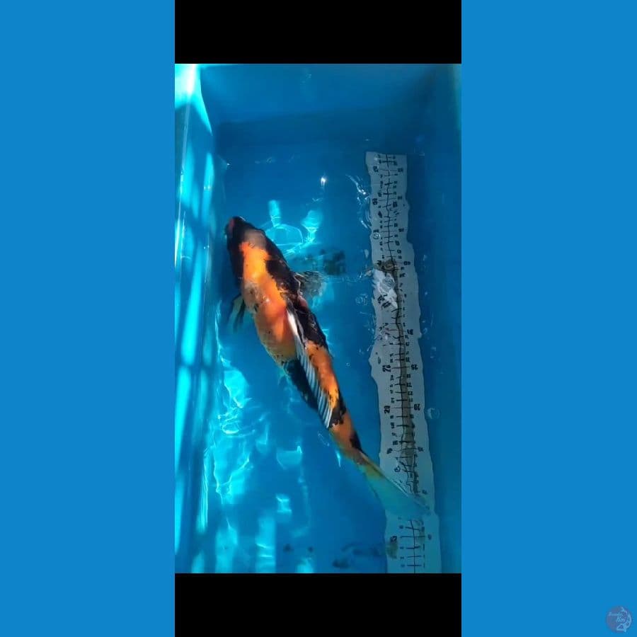 Showa 45cm
