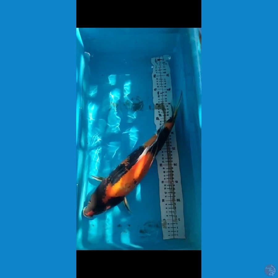 Showa 45cm