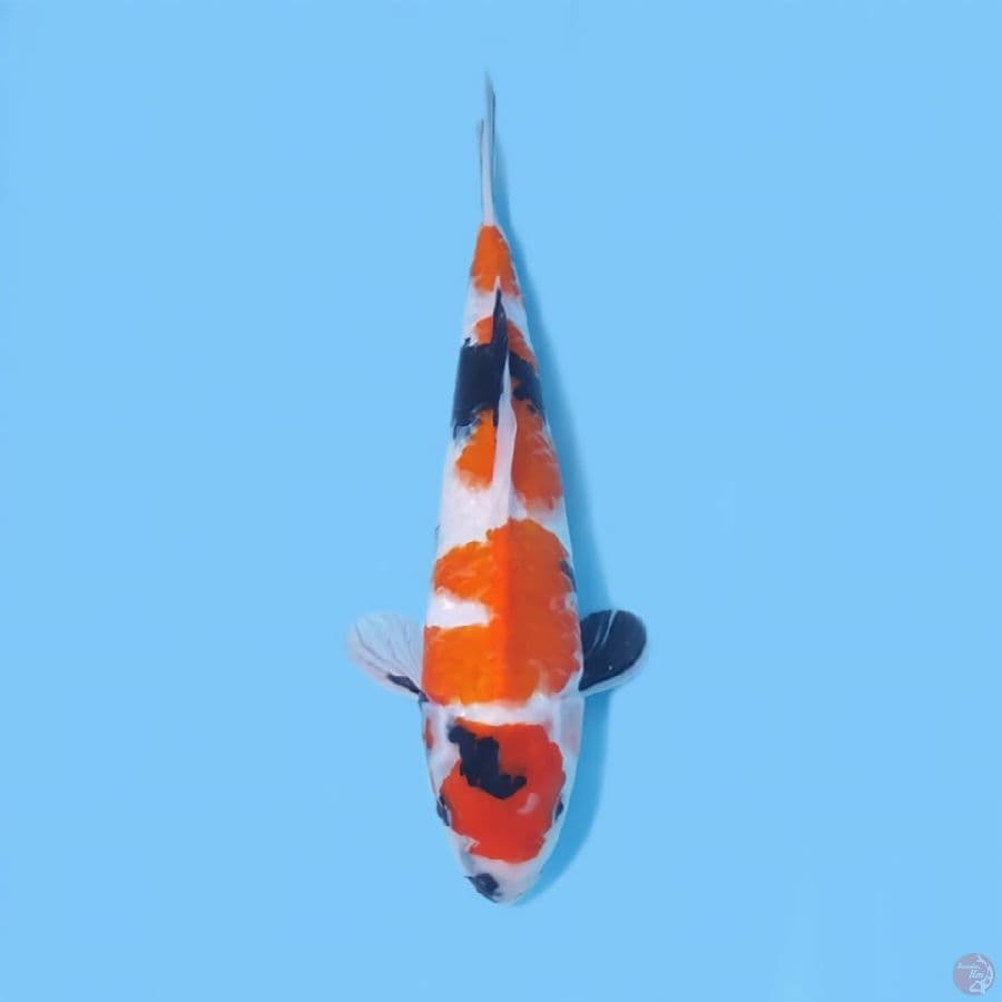 SHOWA 34 CM - FEEMALE