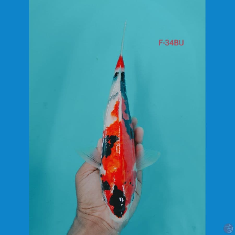 SHOWA 34CM