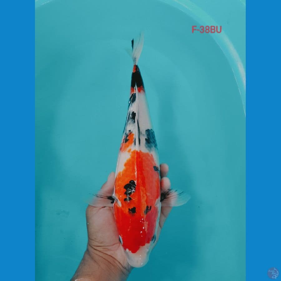 SHOWA 38CM