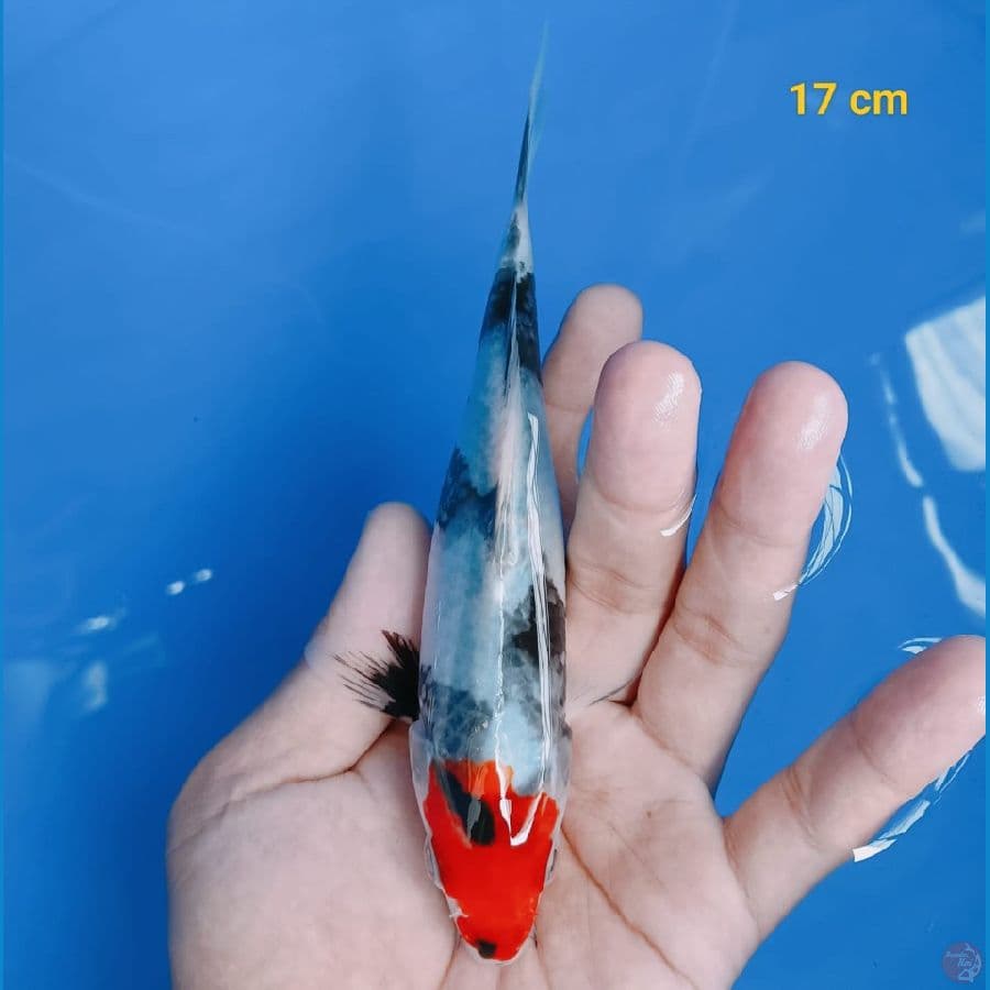 SQ MINION TANCHO SHOWA 17CM