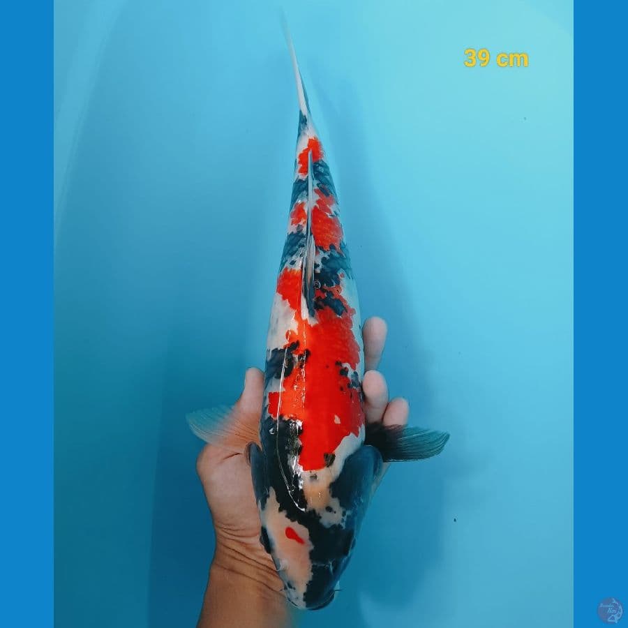 showa 39 cm