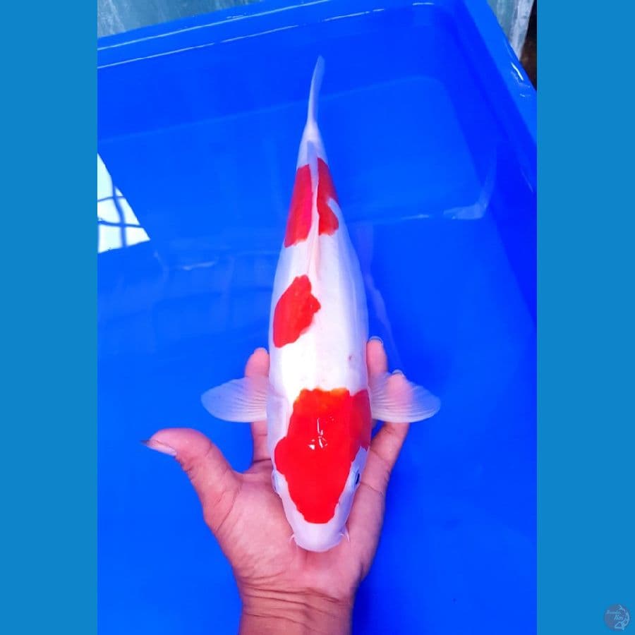 Kohaku doit 37 cm