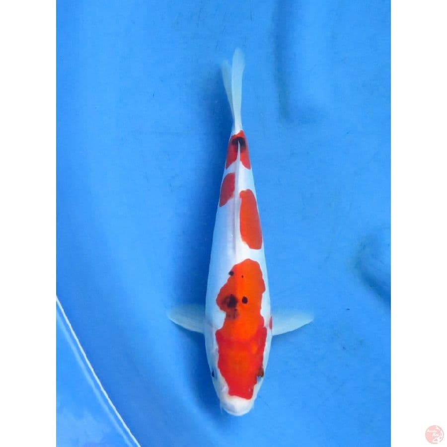 25cm , Sanke Doitsu HQ