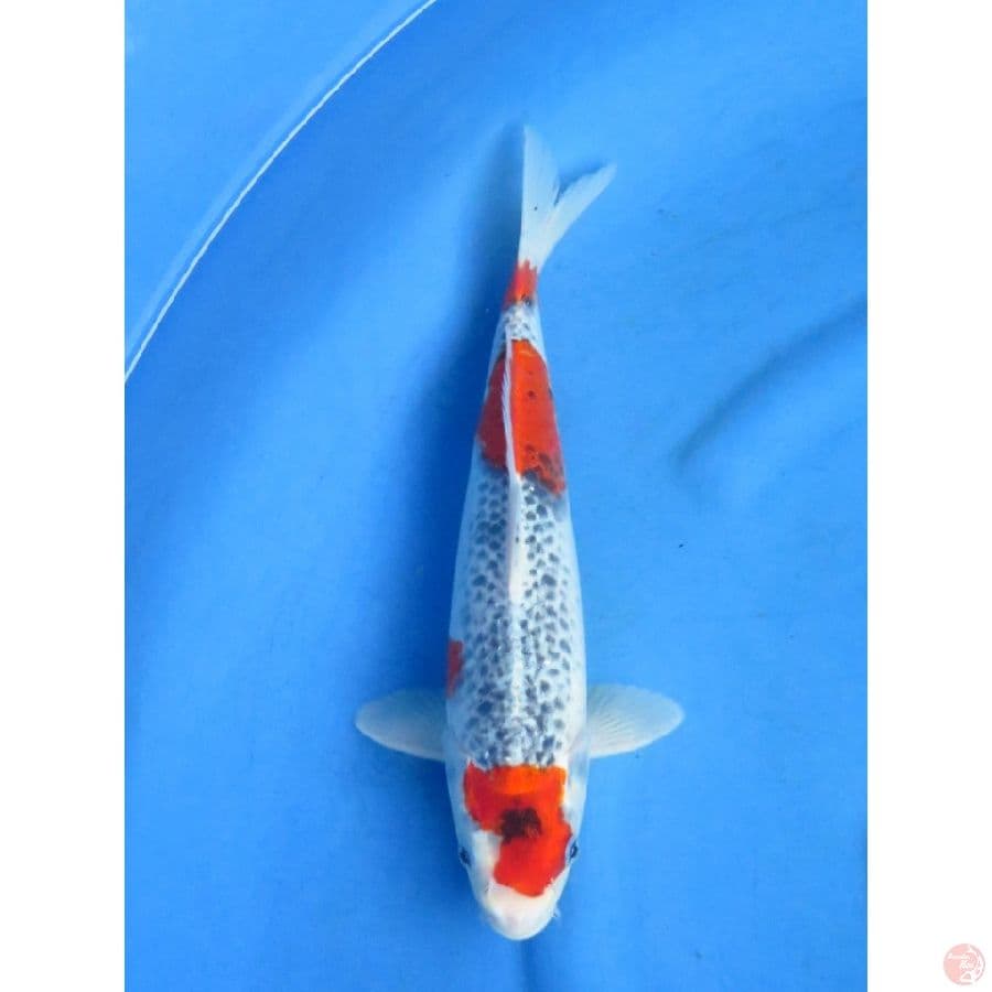 34cm , F1 Goshiki jantan