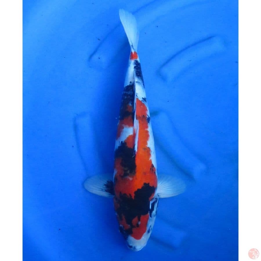 47cm , Jumbo Male Showa - Evoution