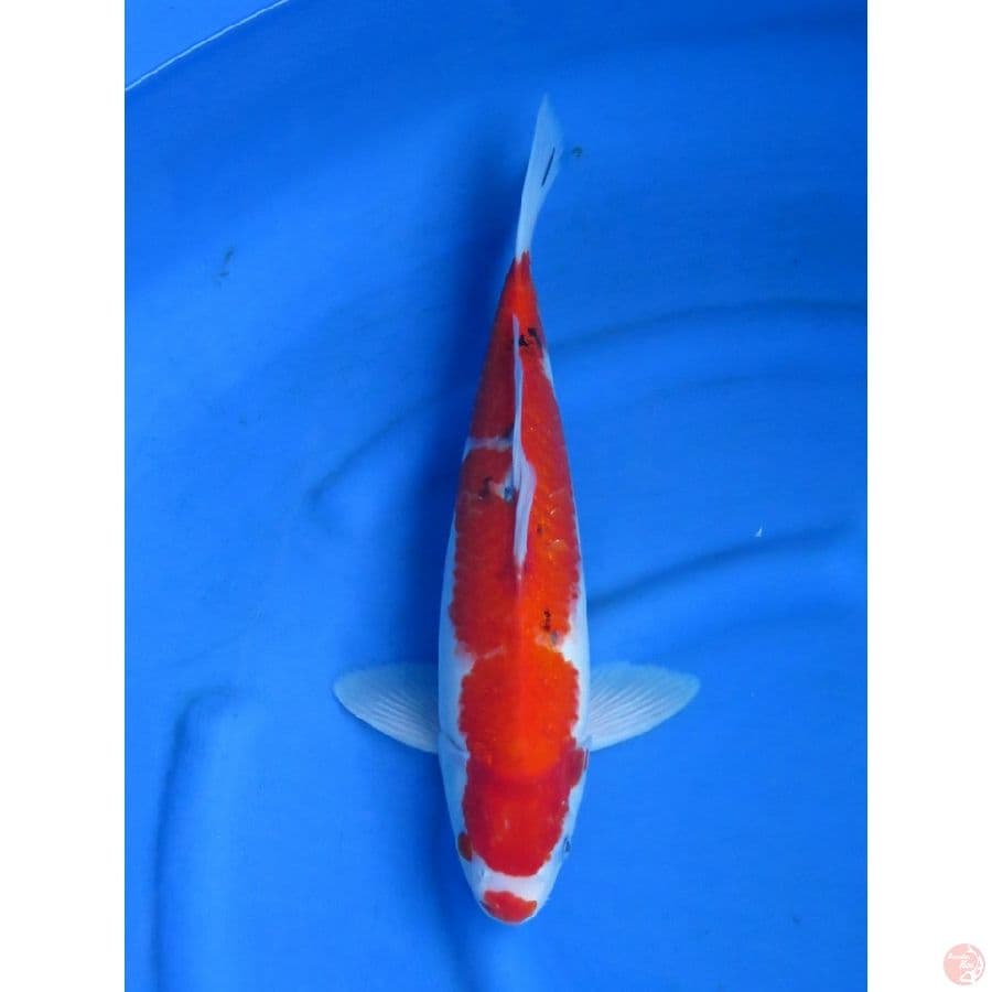 43cm , Red Male - Sanke Jumb