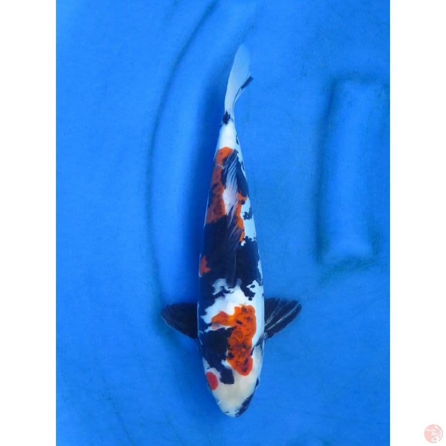 35bu , Rare Showa Koromo Doitsu Murni