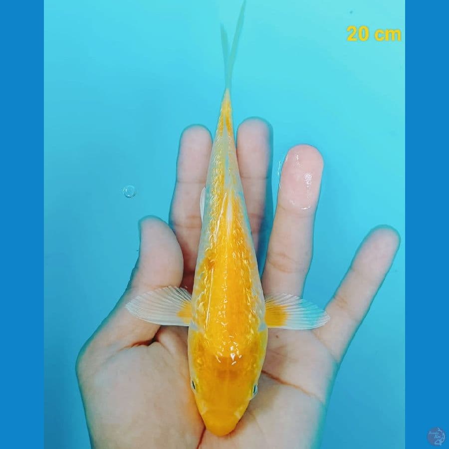 KARASI GINRIN.20 cm