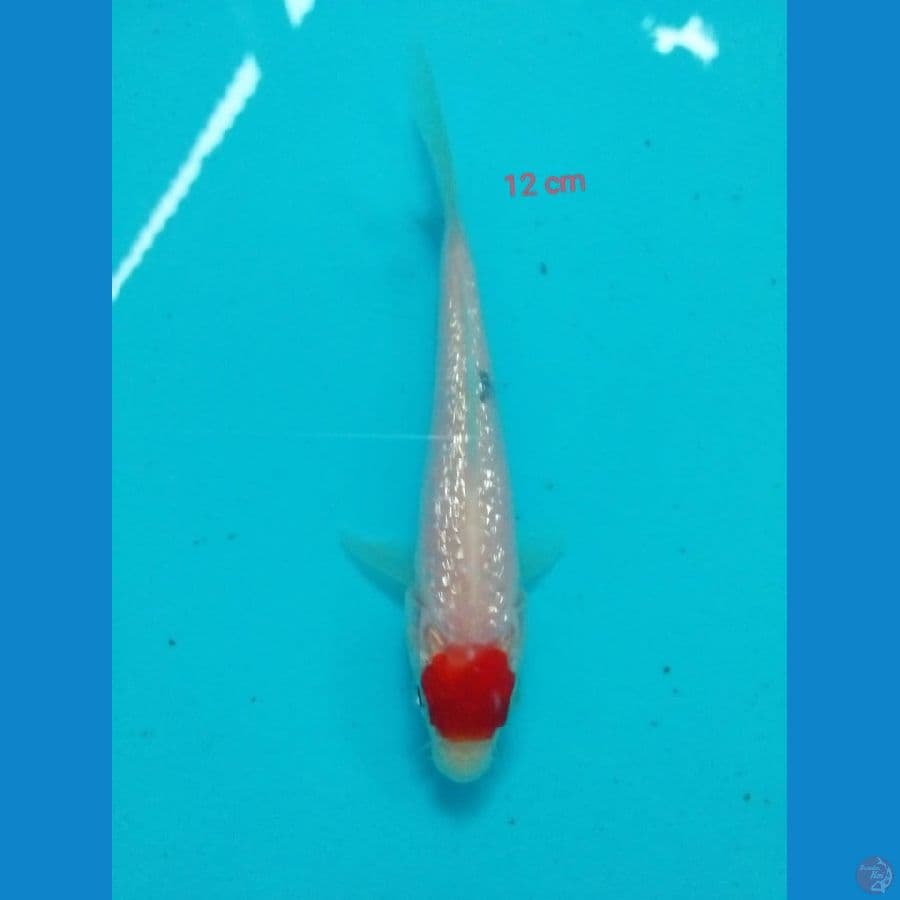 TANCHO ORIGINAL 12 CM