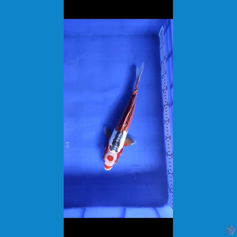 Maruten Hana Shusui 35 cm
