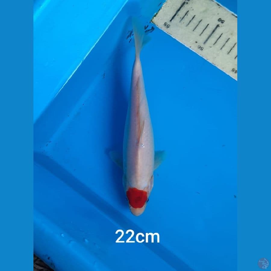 tancho 22 cm