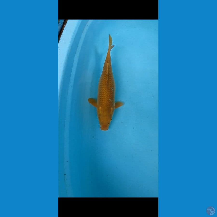 CHAGOI TEMBAGA 34 CM