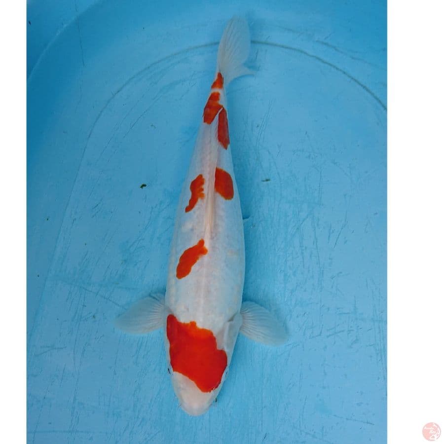 KOHAKU DOITSU 38 CM