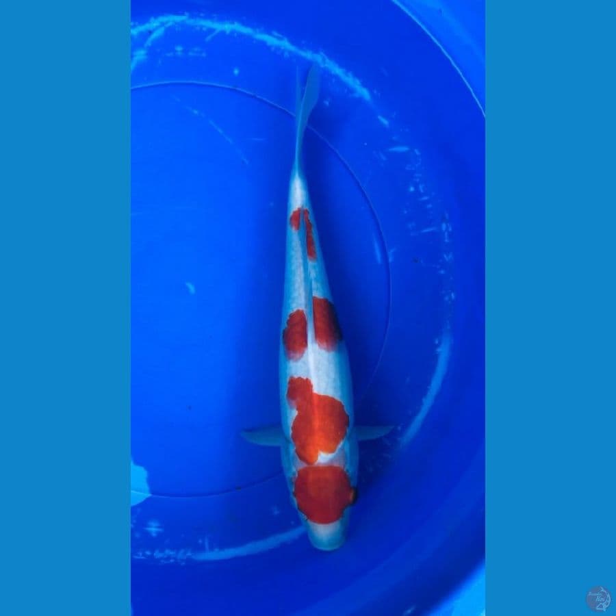 maruten kohaku