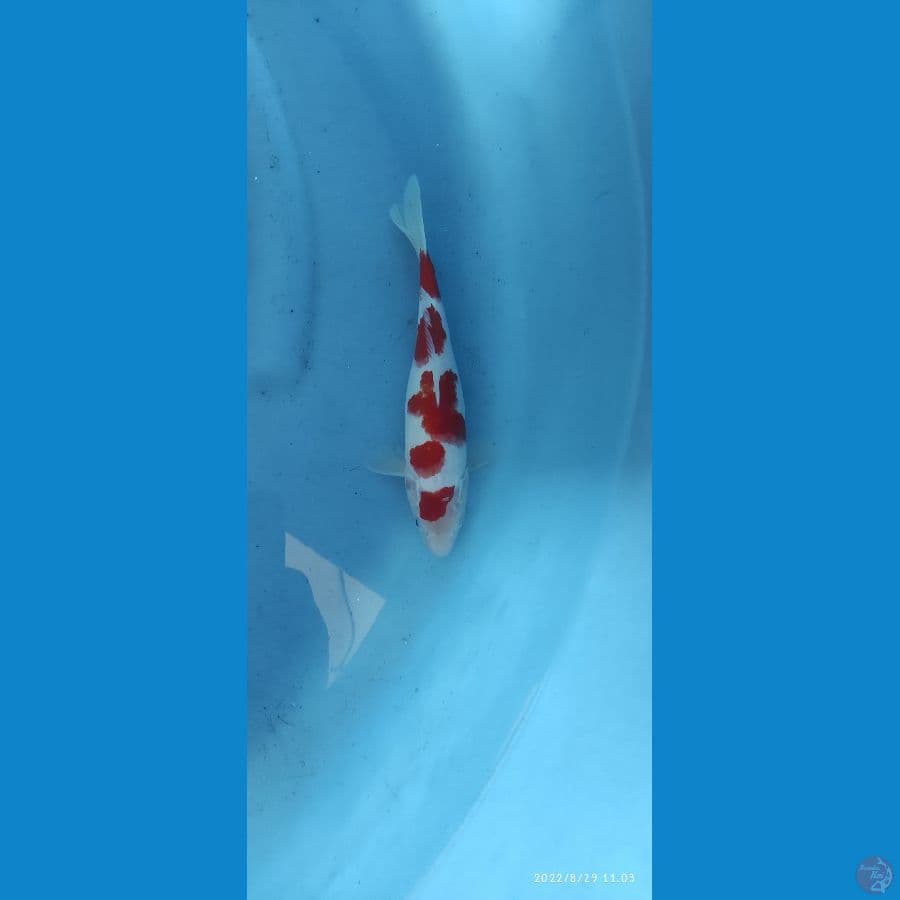 KOHAKU CAKEP