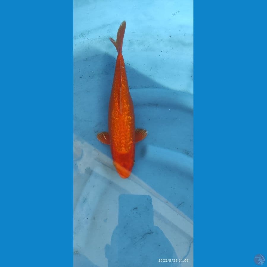F1 ORENJI GINRIN