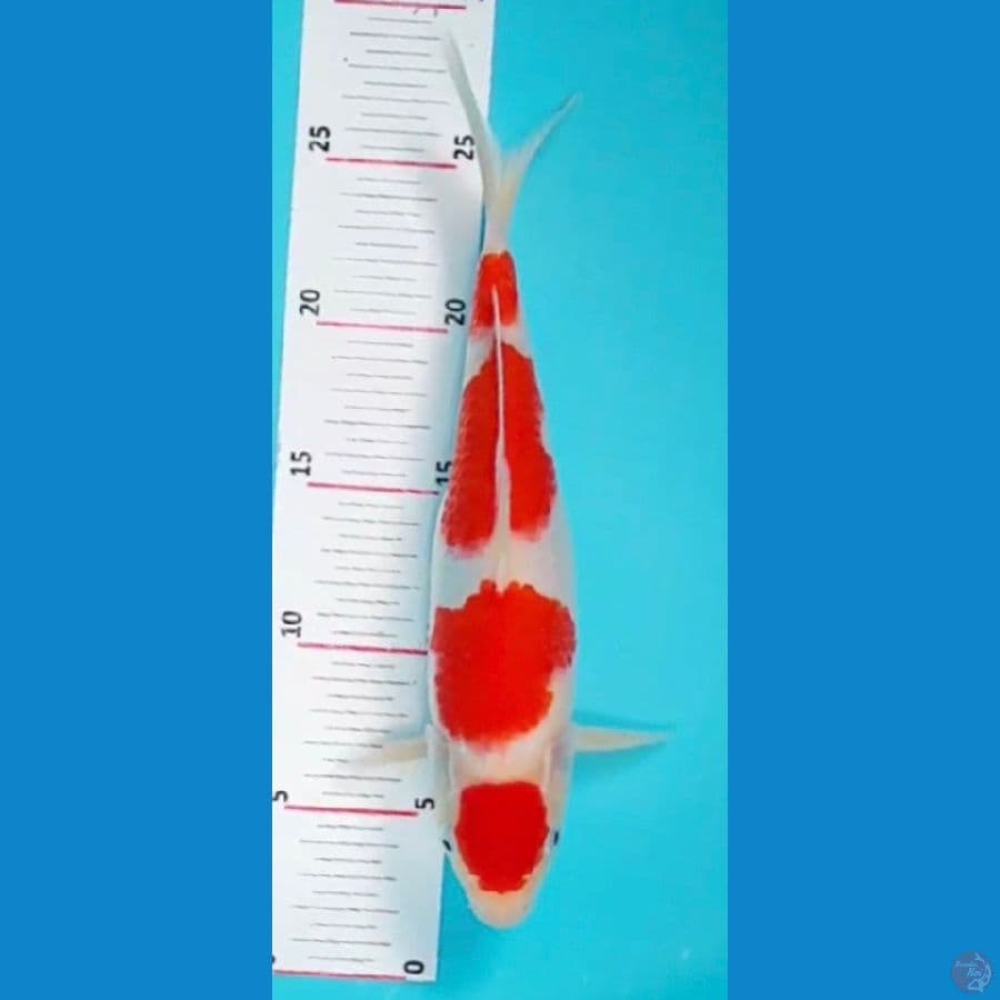 KOHAKU 4 STEP SQ