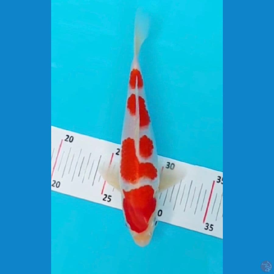 KOHAKU SQ JUARA