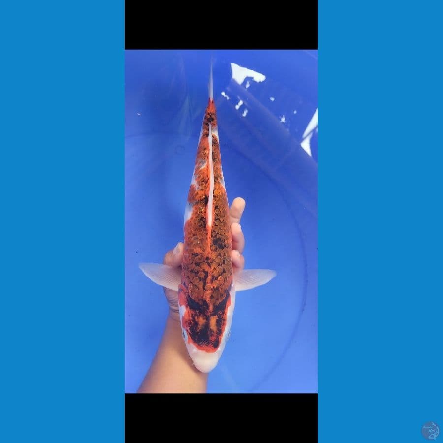 ai goromo