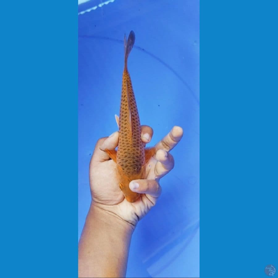 chagoi caramel