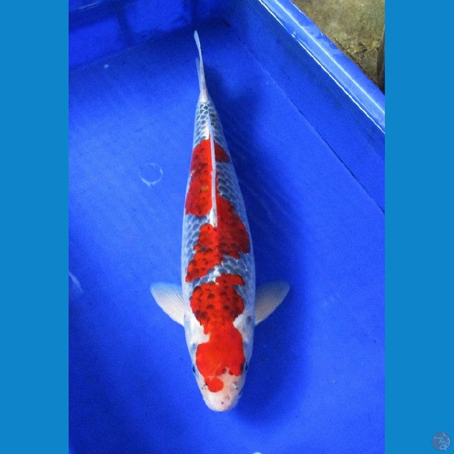 inazuma Goshiki ±41cm jantan