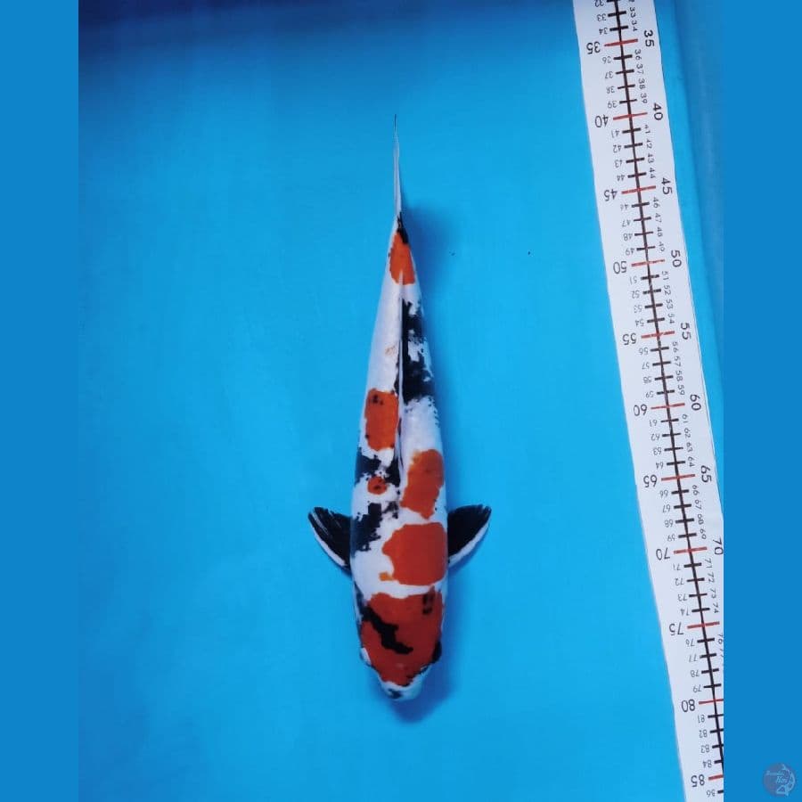 showa doidsu 38cm jantan original