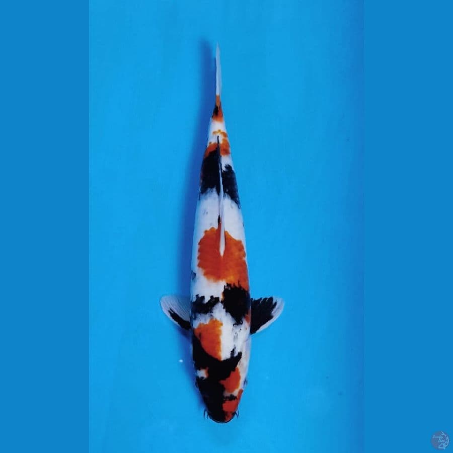 kindai showa 37cm jantan