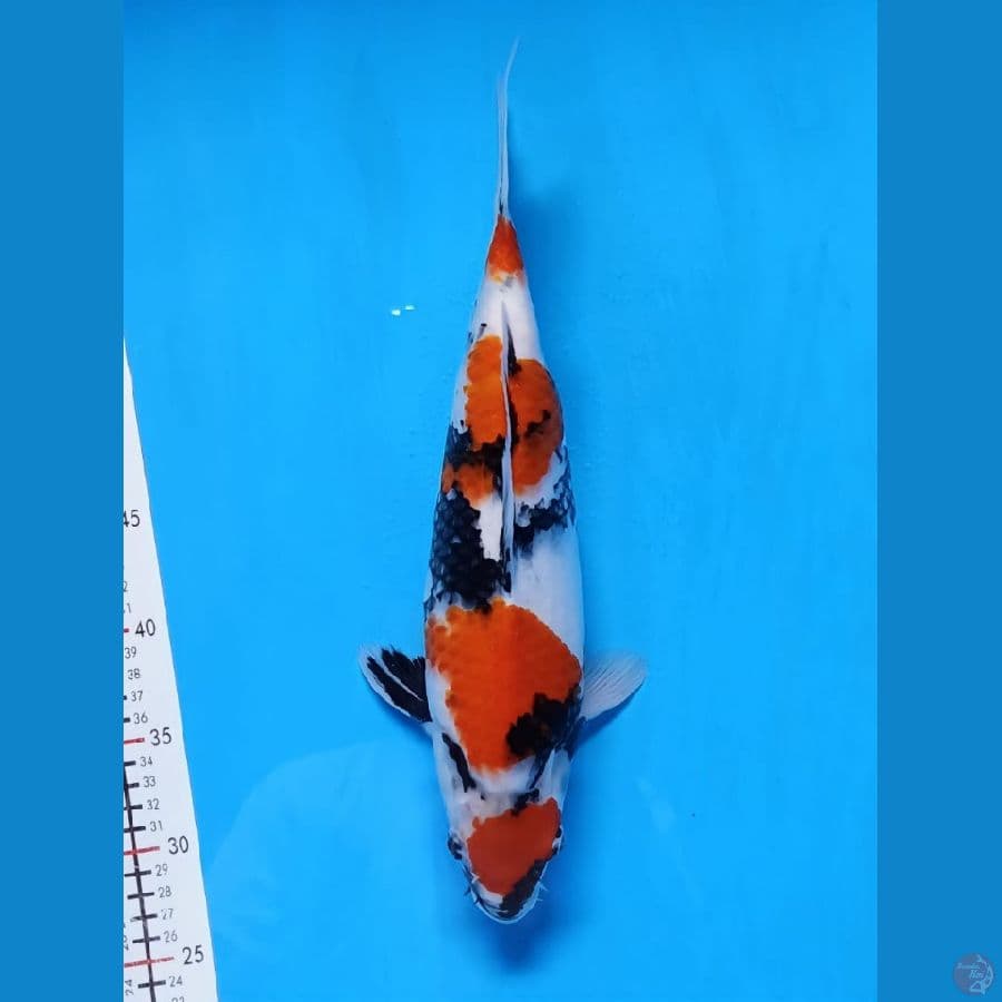 maruten showa original 38cm betina