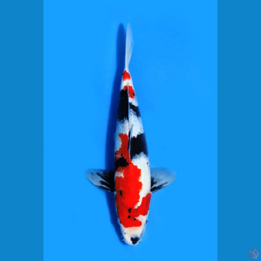 showa good jantan 30cm