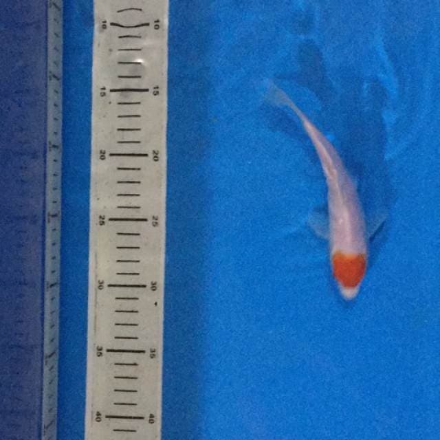 Tancho 17 cm