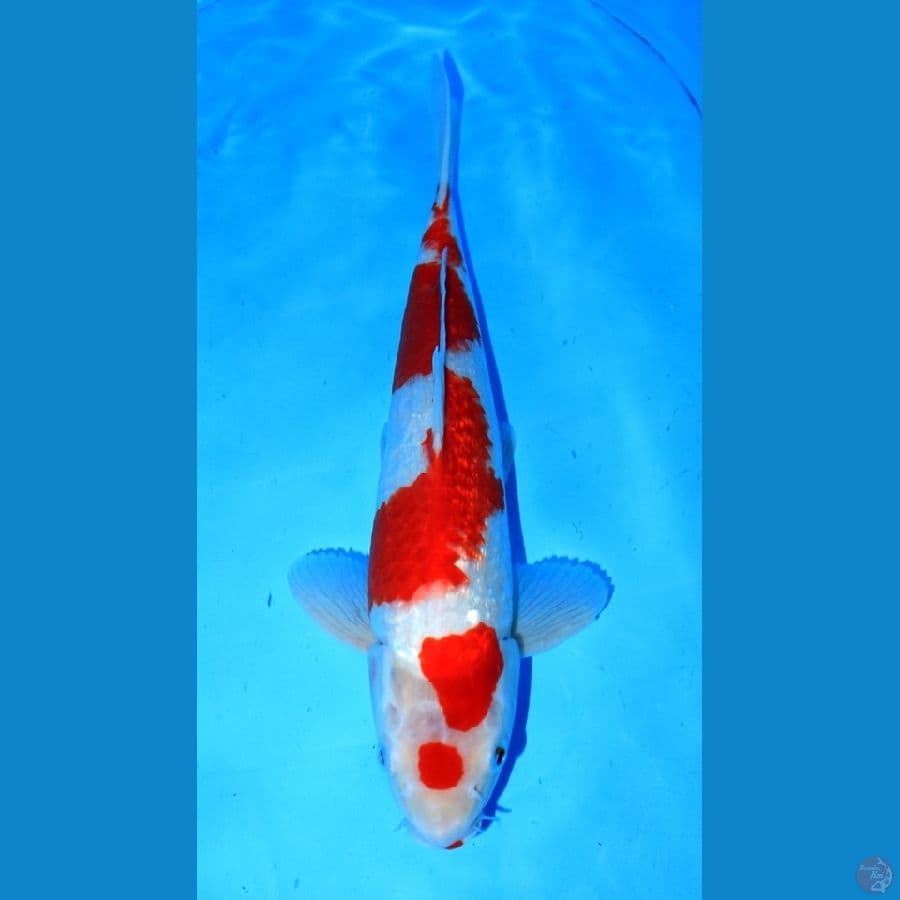 HQ KOHAKU GINRIN 35CM