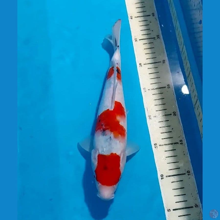SANKE 31 CM