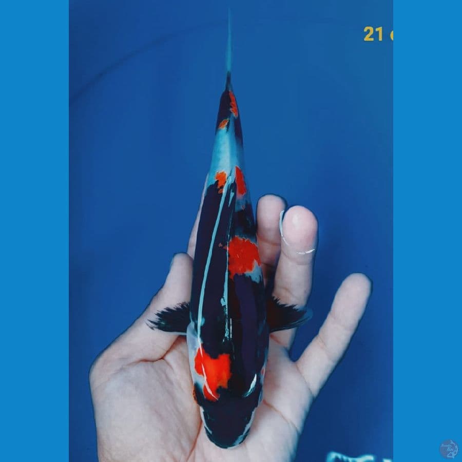 SHOWA F1 21 CM