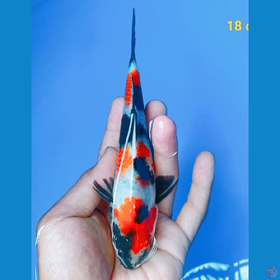 SHOWA 18 CM