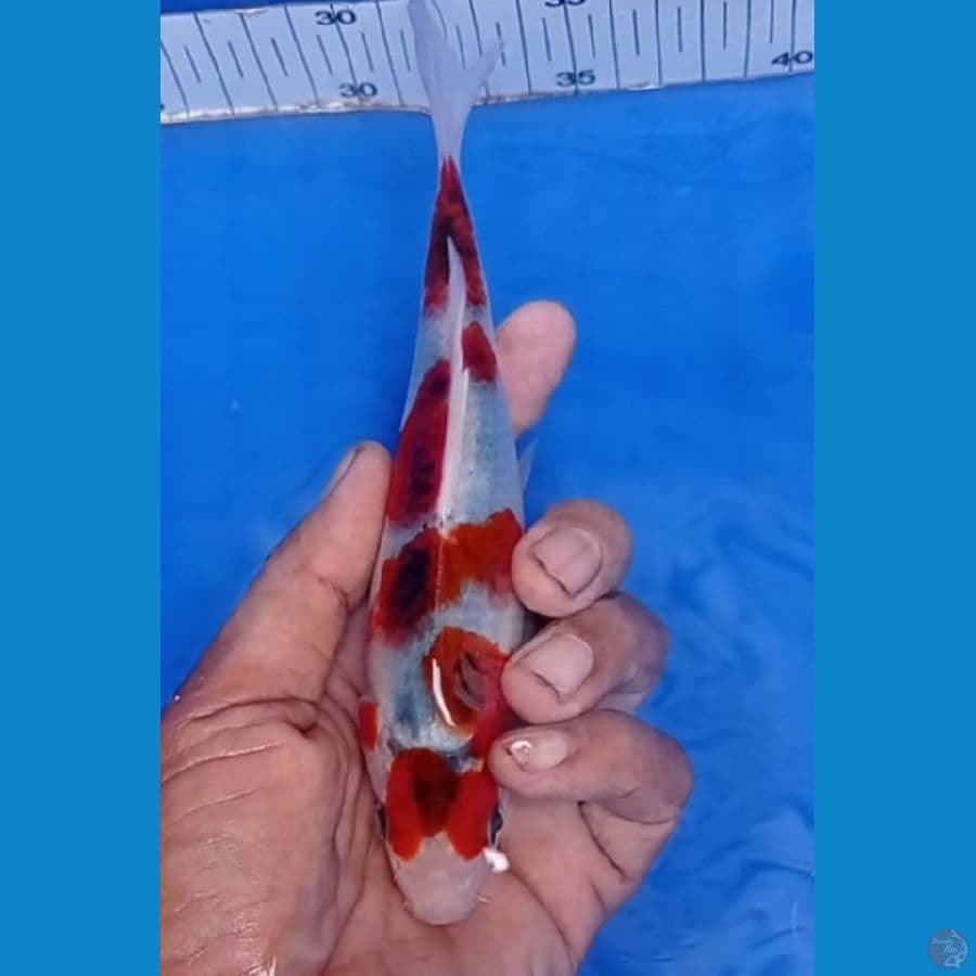 minion 17 cm aigoromo