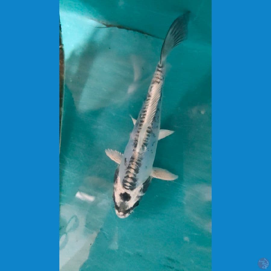 kikokuryu 14cm
